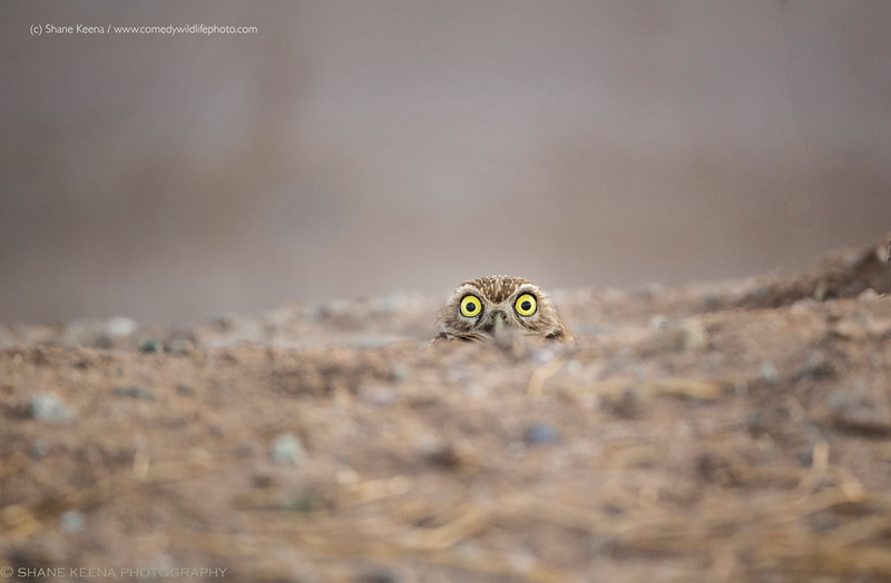 Illustration for article titled Alégrate el día con las fotos finalistas de los Comedy Wildlife Photography Awards